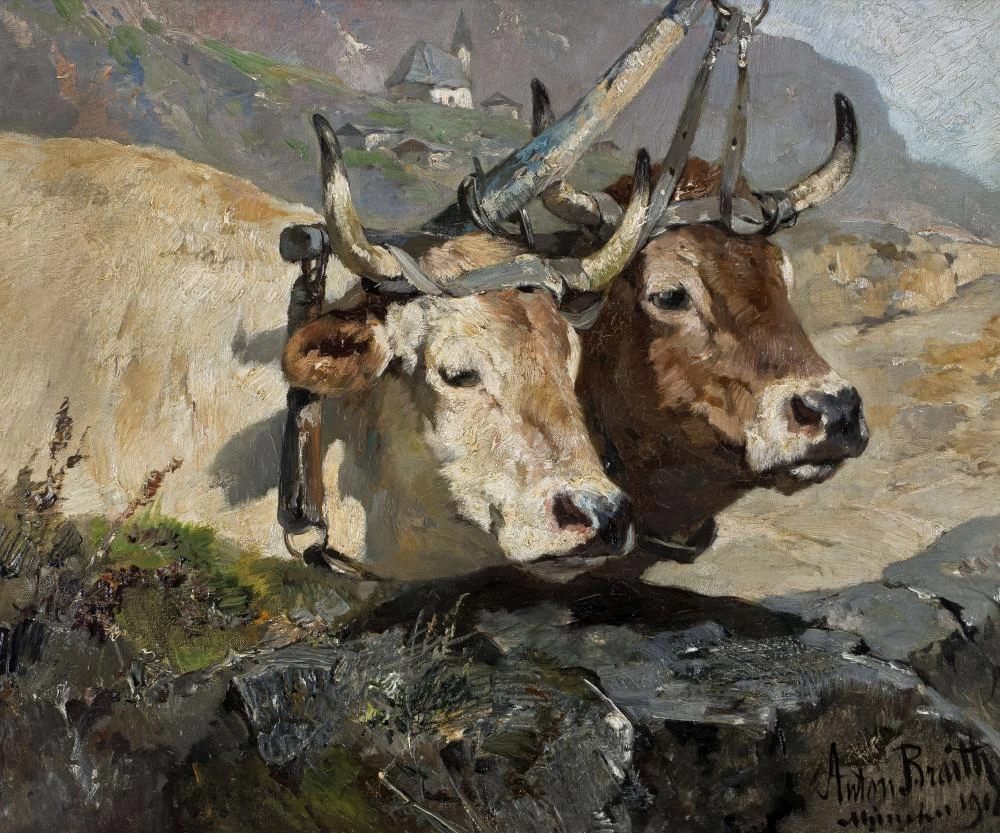 Due buoi, 1904